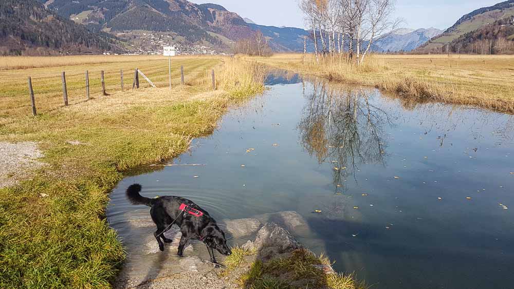 Kaprun Alpenhaus Mit Hund Zell Am See Kitzsteinhorn Web (265 Von 308)