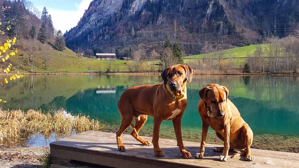 Kaprun Alpenhaus Mit Hund Zell Am See Kitzsteinhorn Web (82 Von 308)