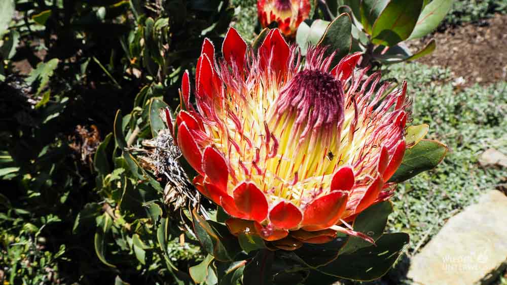 Protea Im Kirstenbosch Botanical Garden