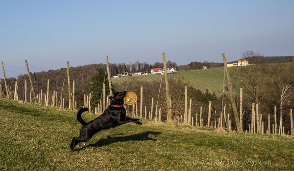 Kellerstöckl_Oststeiermark_März2016_web (24 von 202)