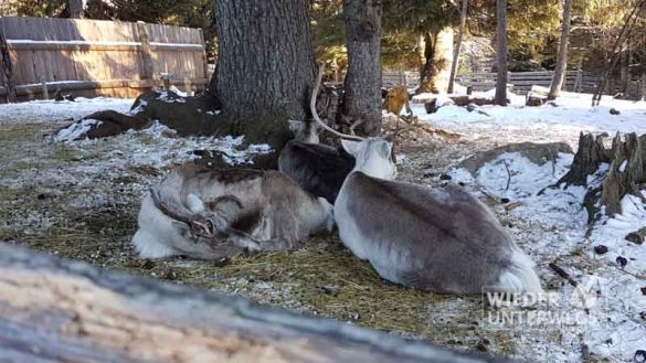 Mazda Südtirol Bad Moos Drei Zinnen Jan2017 Klein (74 Von 265)