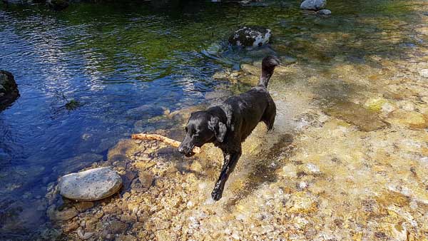 Hund i Wasser Mendlingtal