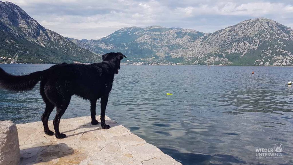 Mit Hund in Montenegro Kotor