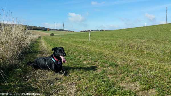 NKS Lehrpfad web (14 von 20) herbstwanderung mit hund weinviertel