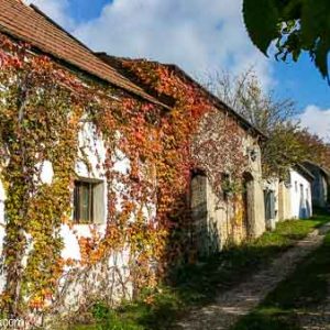 kellergassen weinviertel niederkreuzstetten