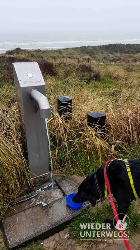 hundetränke in noordwijk am strand in den dünen