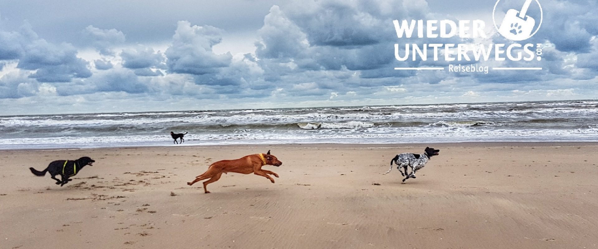 Hunde am Strand von Noordwijk