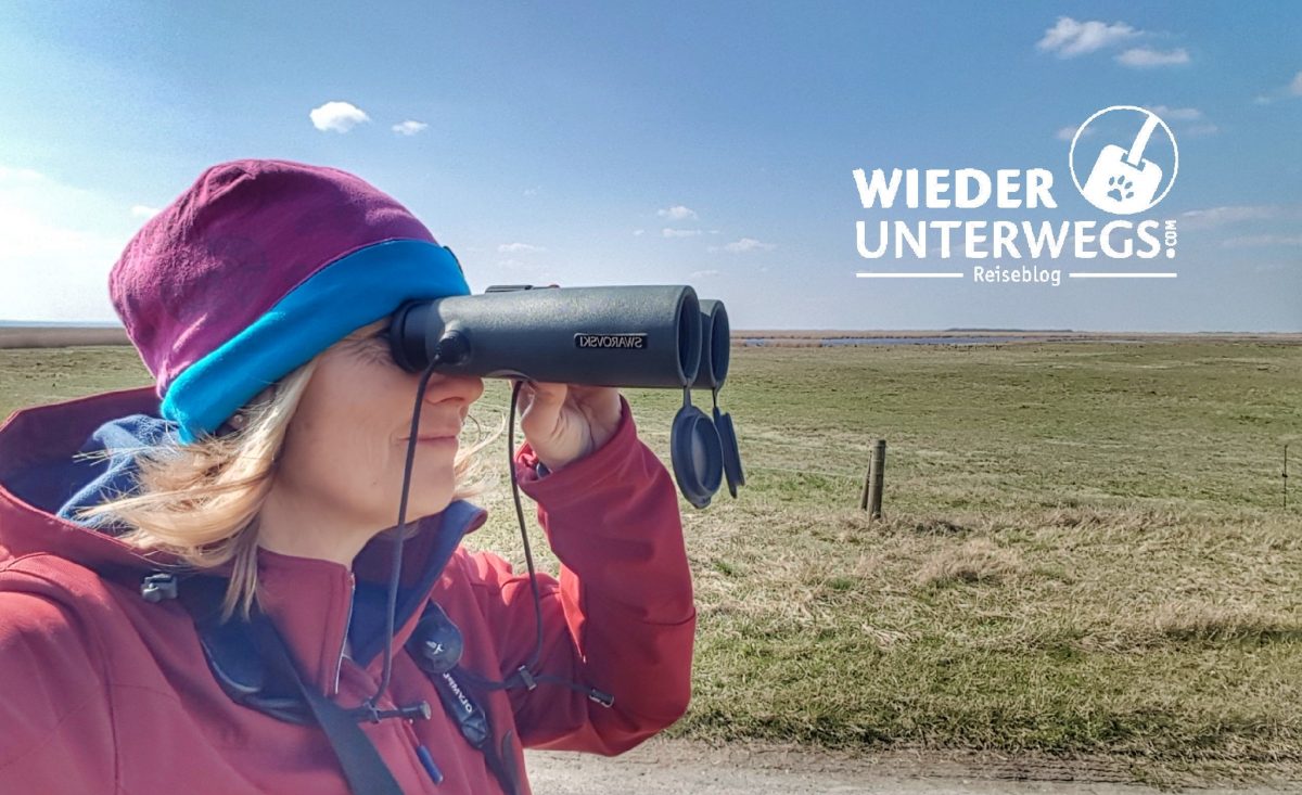 Vogelbeobachtung Neusiedlersee