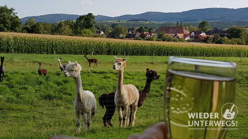 die alpakas beim jufa pöllau