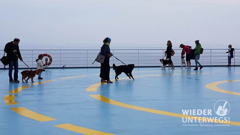 hunde an deck der fähre