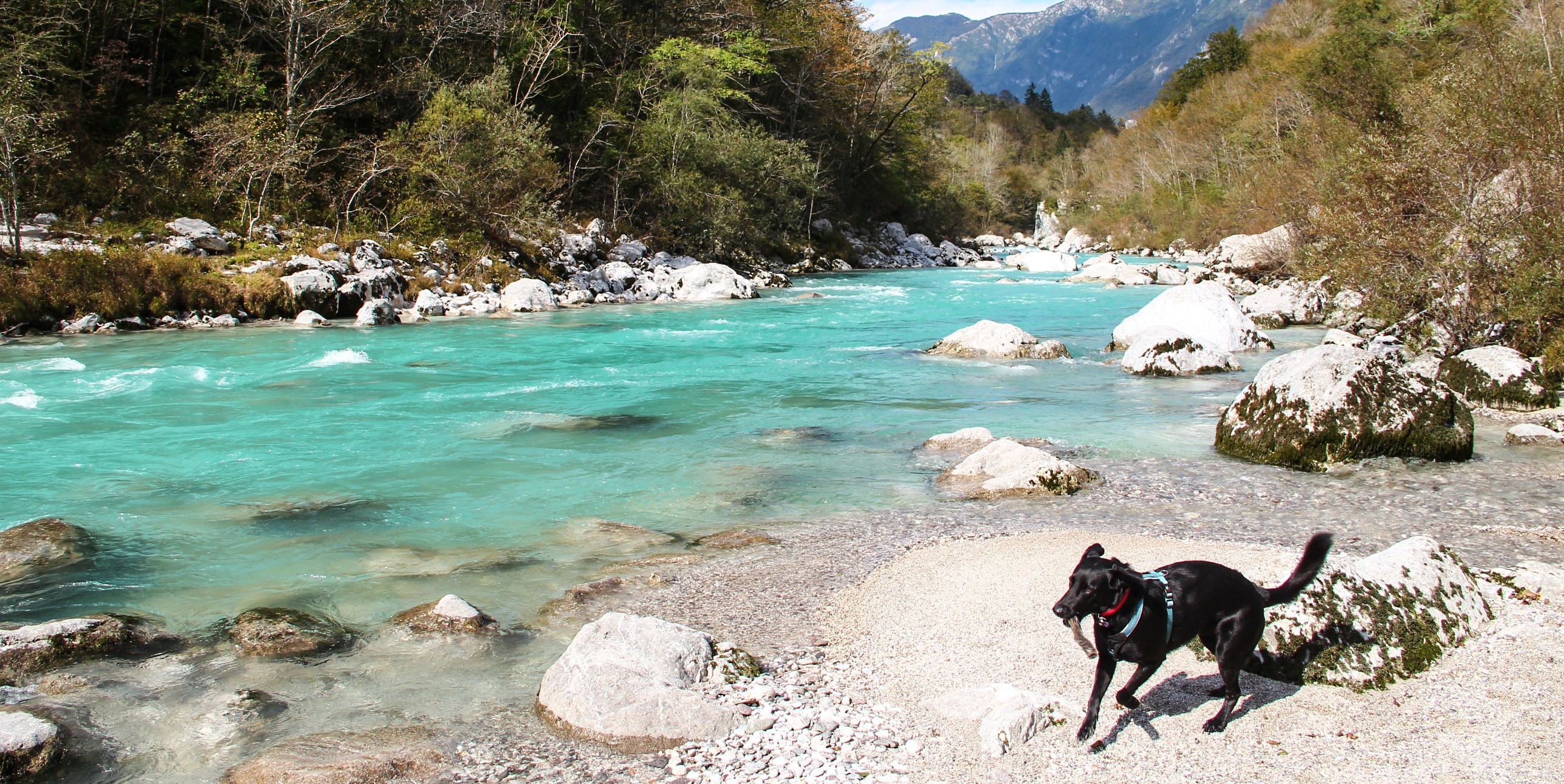 Slowenien mit Hund hier an der Soca