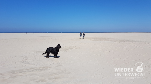 Hund Texel strand