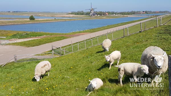 Texelschafe Holland