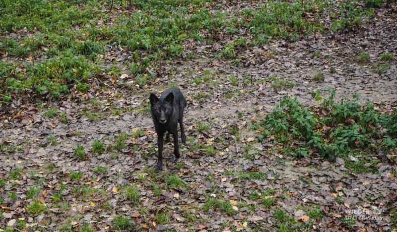 Tierpark Ernstbrunn  wolf