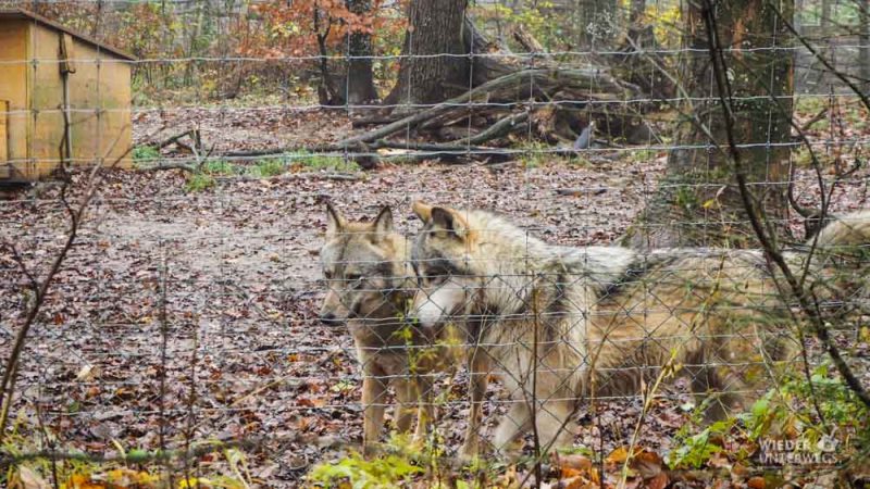 Tierpark Ernstbrunn