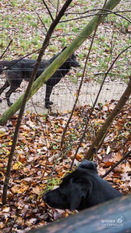 Hund und Wolf Ernstbrunn