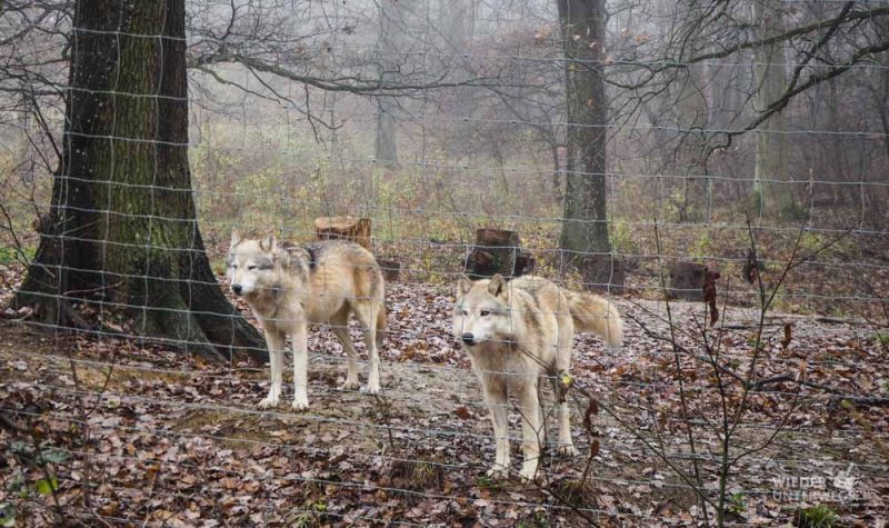 Tierpark Ernstbrunn zwei helle wölfe