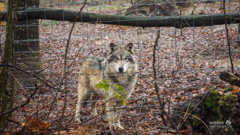 wolf im wildpark ernstbrunn