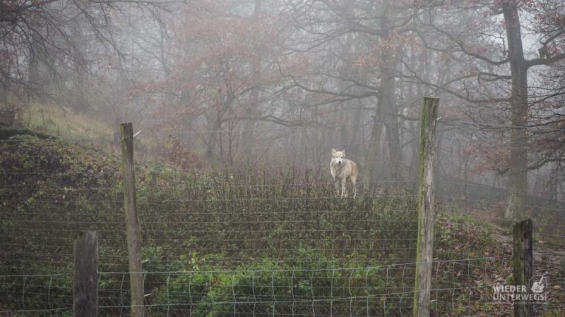 Tierpark Ernstbrunn weißer Wolf