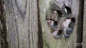 Tierpark Ernstbrunn Wolfstatze