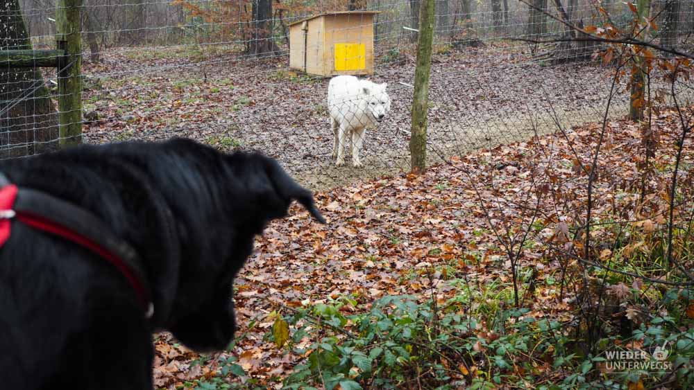 Hund und Wolf Wildpark Ernstbrunn