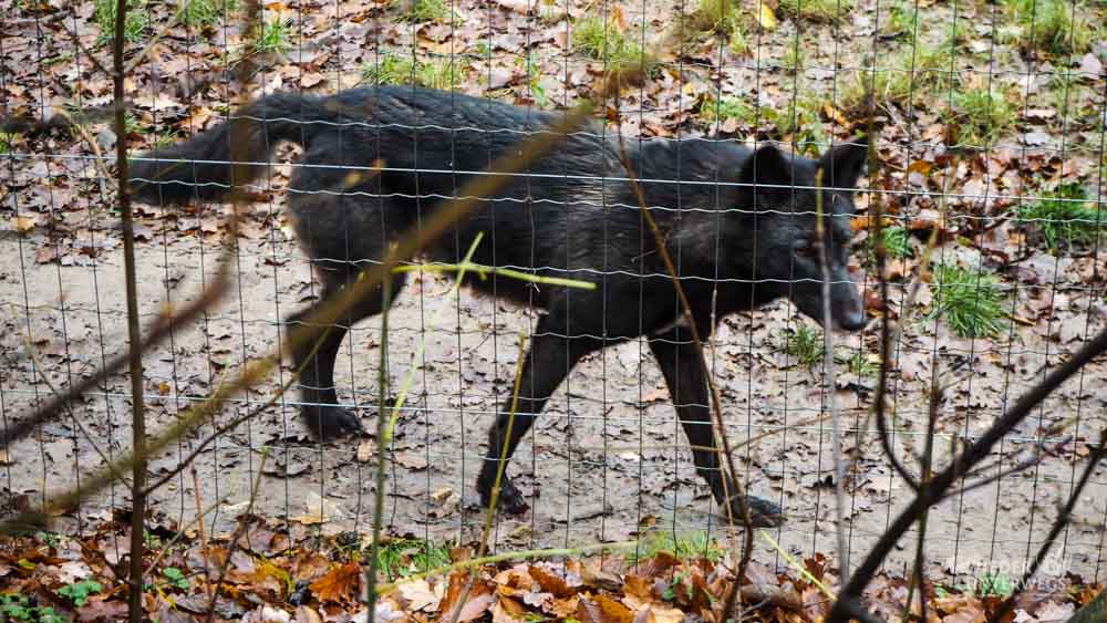 Wolf Wildpark Ernstbrunn mit hund