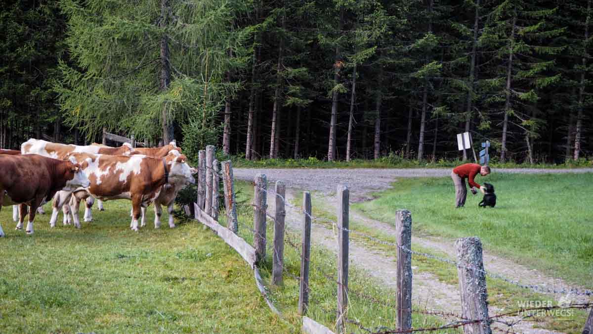 Kühe Urlaub auf dem Bauernhof