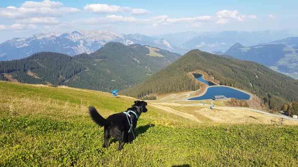 Urlaub Mit Hund Österreich Zillertal Hotel Magdalena Web (126 Von 328)