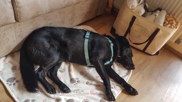 Urlaub Mit Hund Österreich Zillertal Hotel Magdalena Web (130 Von 328)