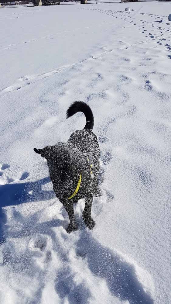 Weissensee Hund