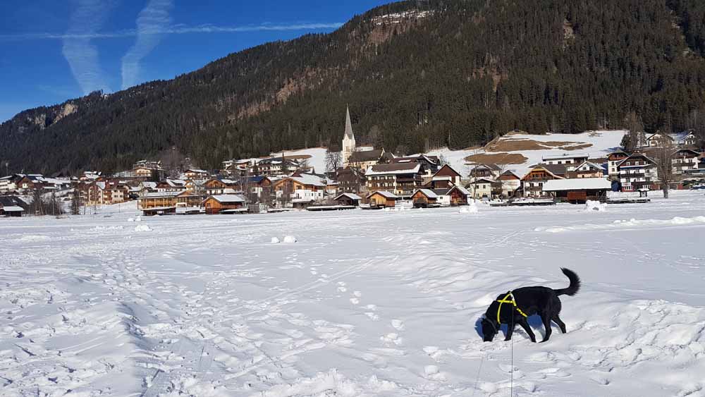 Weissensee Hund