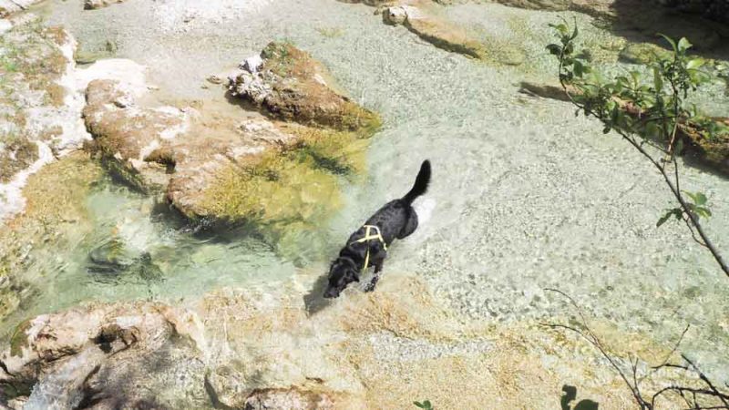 hund im wasser ötschergräben