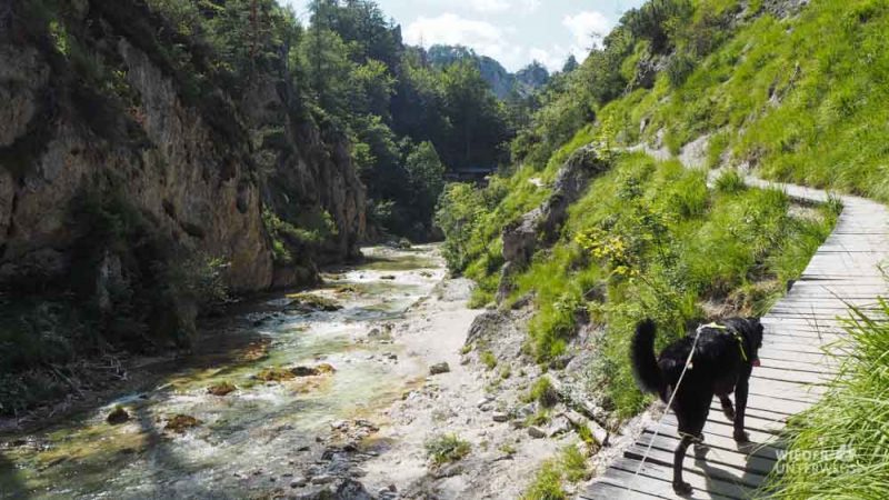 wanderung ötschergräben mit Hund