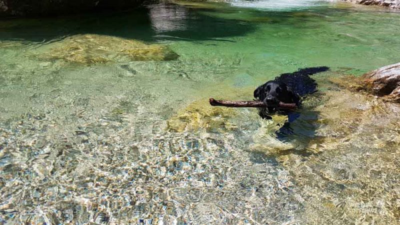 ötschergräben baden mit hund